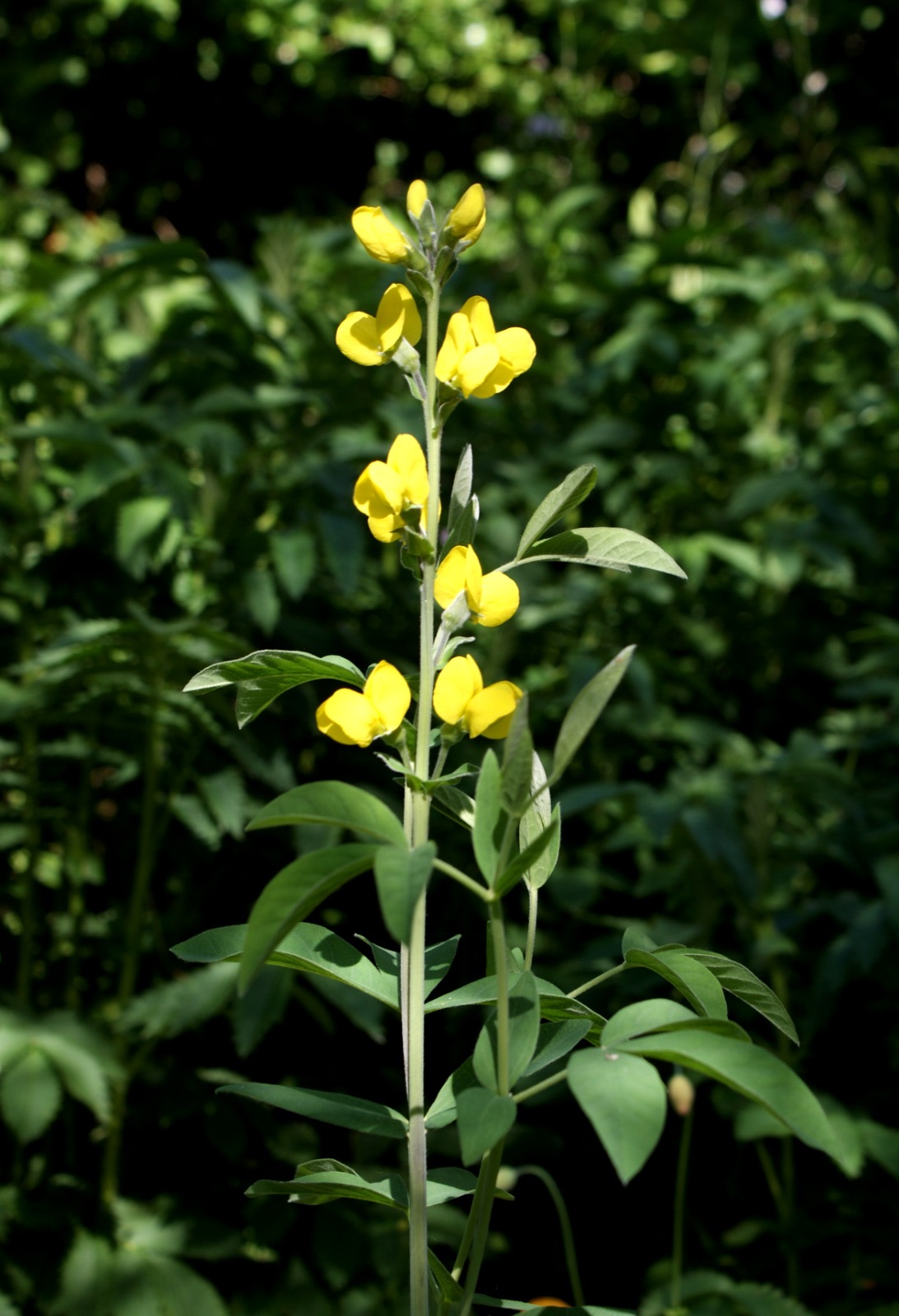 Photograph of Indigofera Tinctoria, a natural dye plant with yellow blossoms